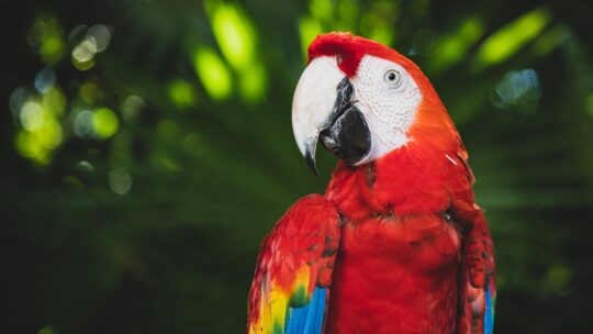 Le harnais aviator pour perroquet : Liberté en toute sécurité