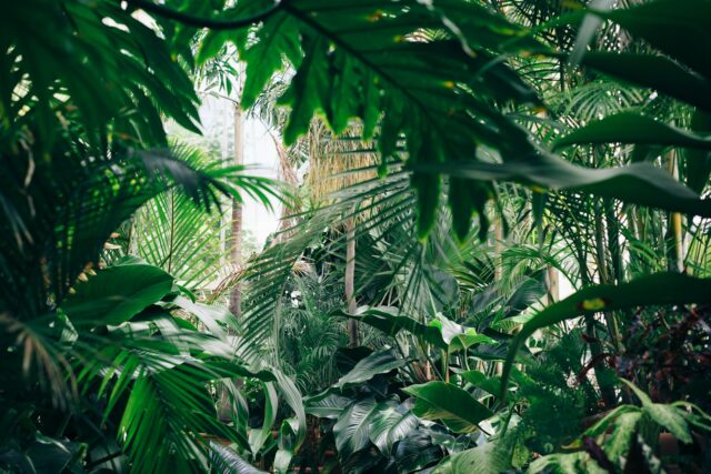 randonnée en forêt tropicale