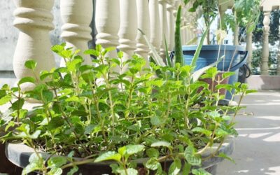 jardinière d’aromatiques